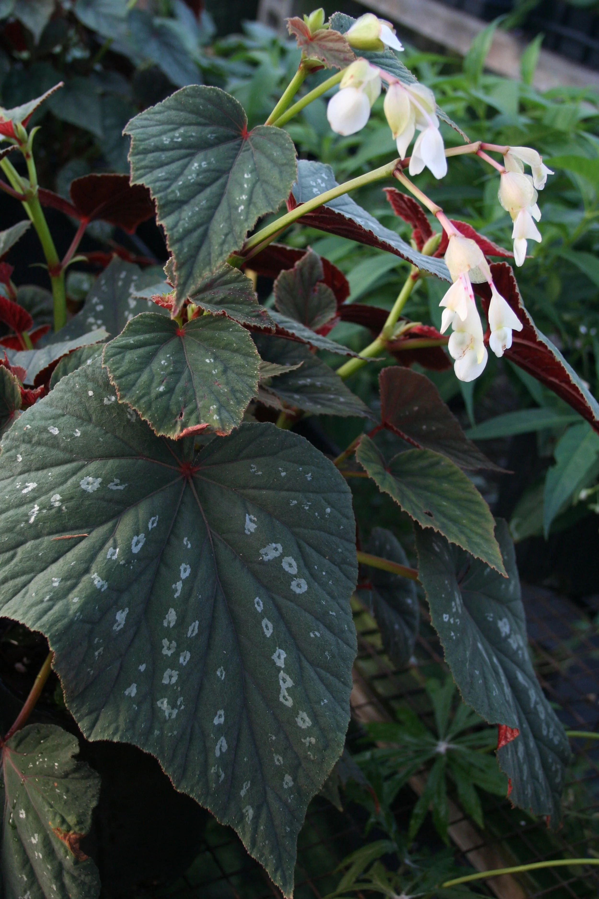 sparkle and shine.JPG