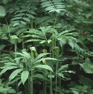 Arisaema heterophyllum.jpg