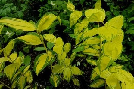 Disporum Koutei.jpeg