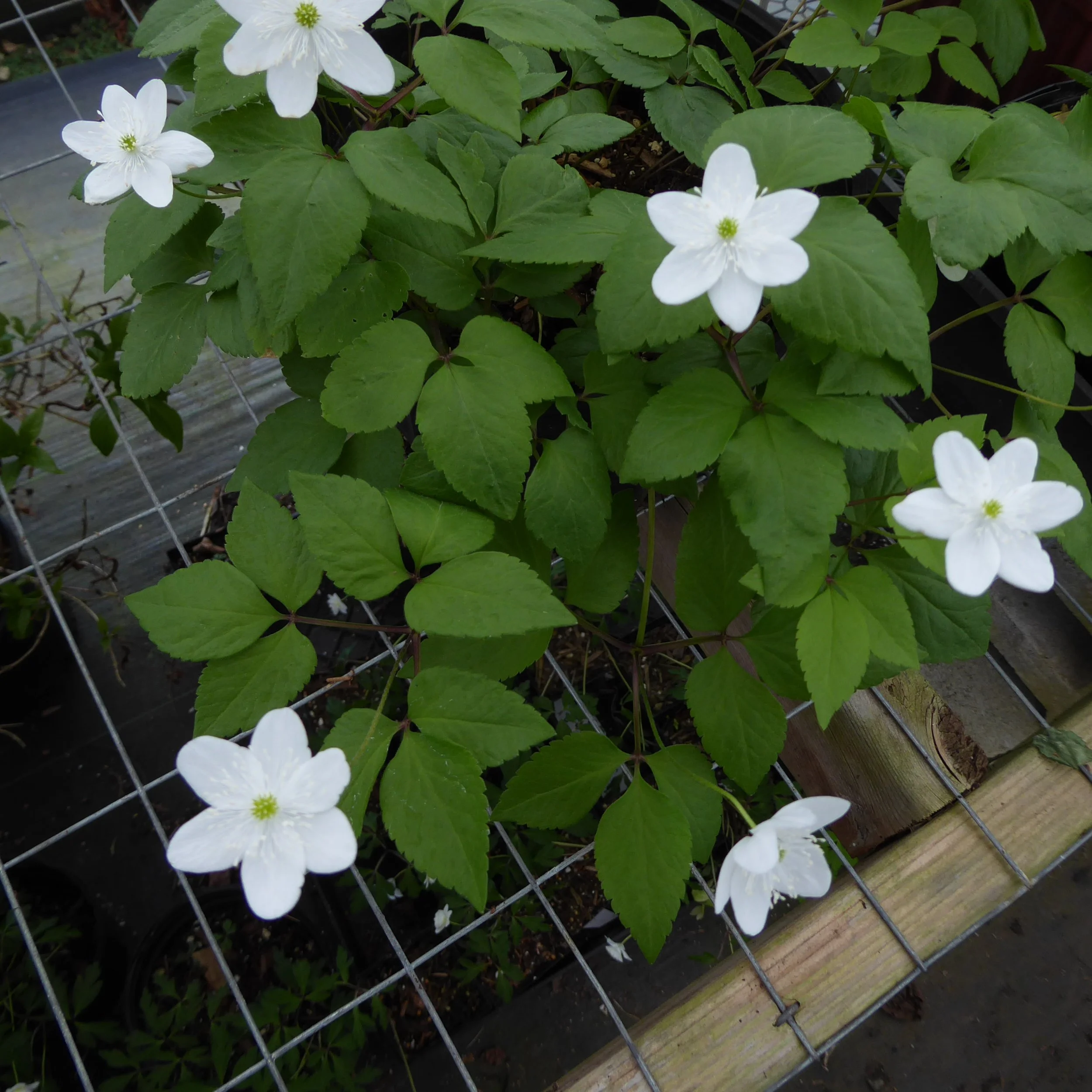 Anemone trifolia.JPG