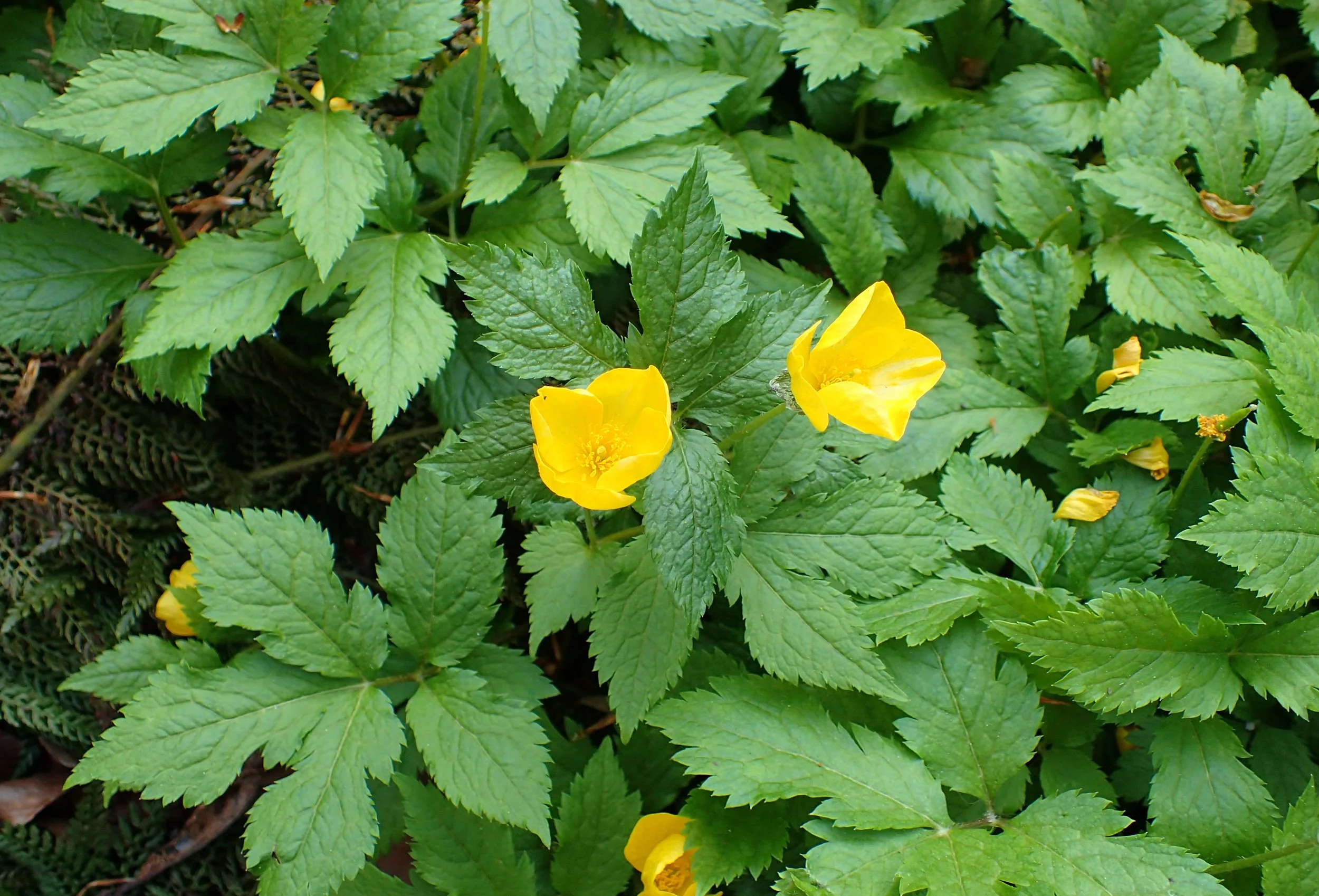 Hylomecon_japonica_ .jpeg