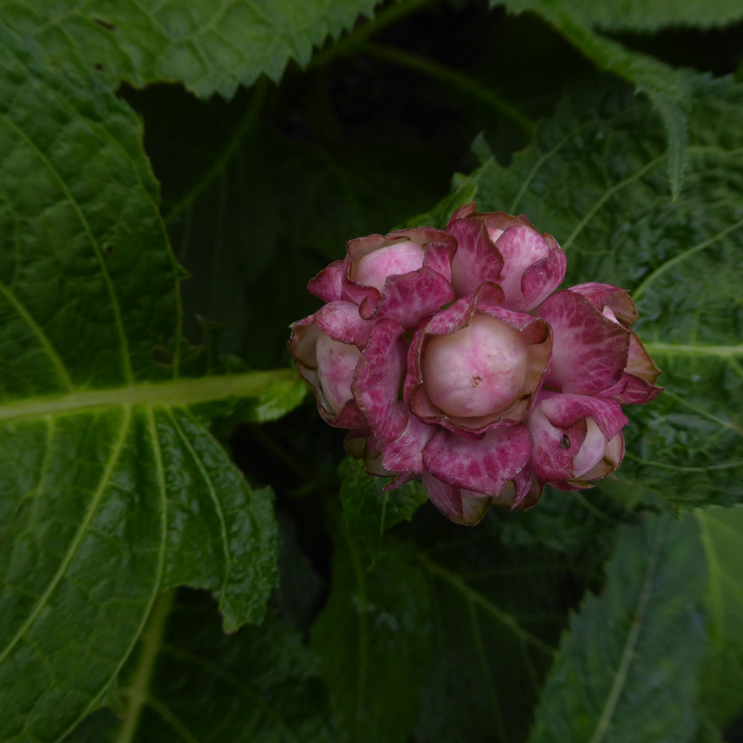 Biig Pink bud.JPG