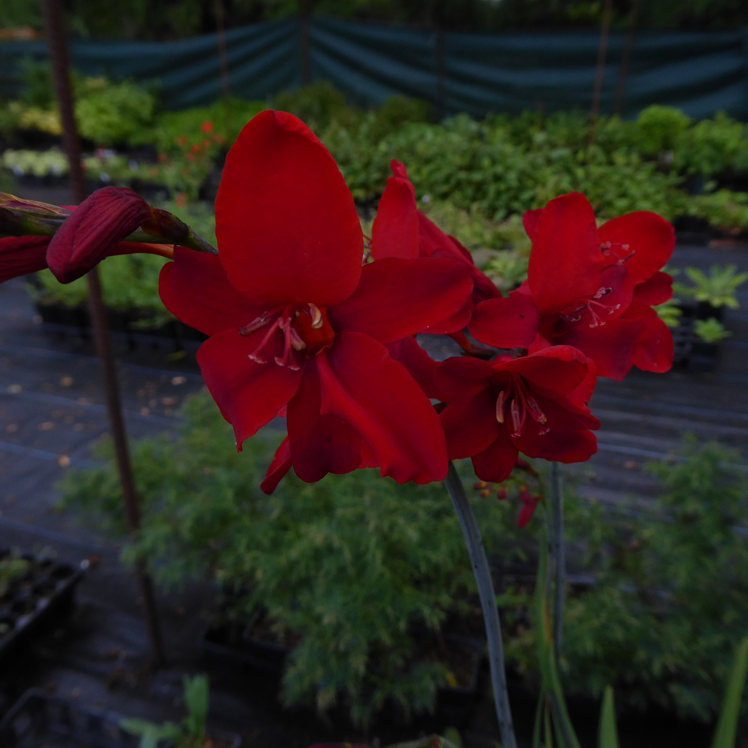Crocosmia 'Hellfire'
