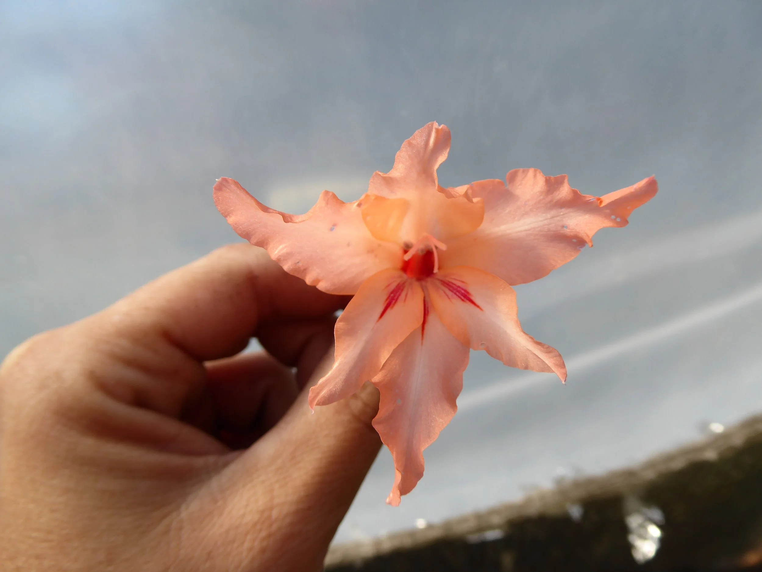 Gladiolus oppositiflorus ssp. salmoneus 2.JPG