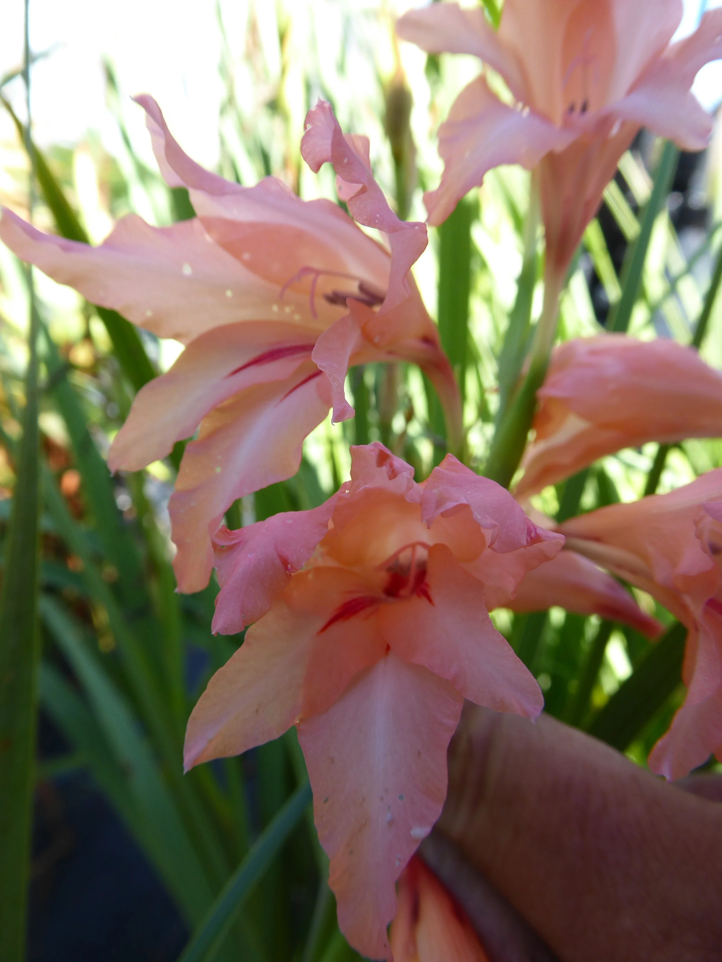 Gladiolus oppositiflorus ssp. salmoneus .JPG