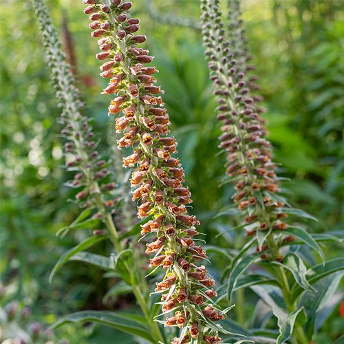 Digitalis parviflora 'Milk Chocolate'