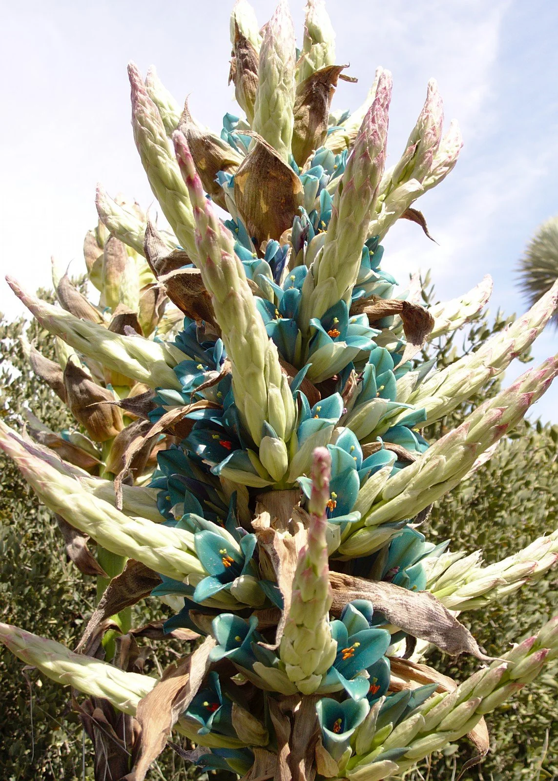 Puya alpestris.jpeg