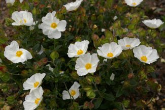 Cistus-obtusifolius .jpeg