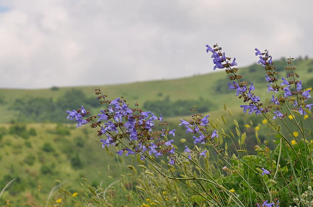 Salvia ringens.jpeg