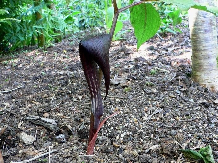 Arisaema sazensoo