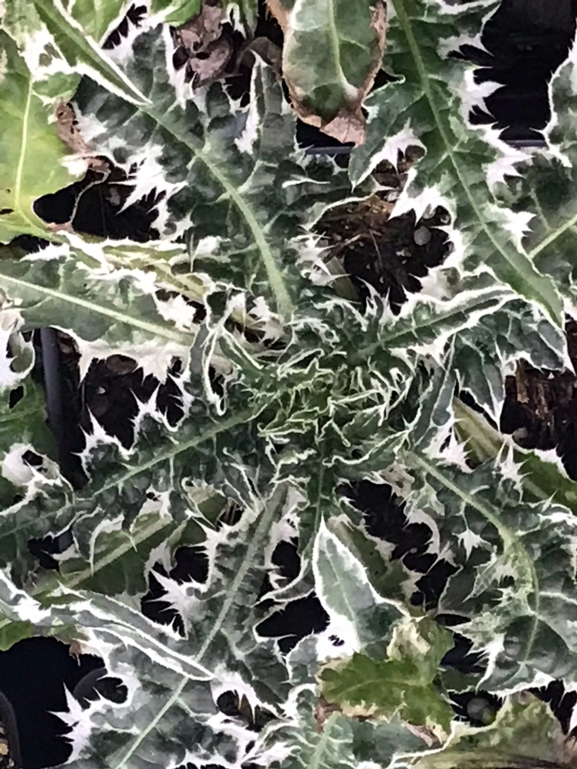 Cirsium 'Shiro Fukurin Fu'.jpeg