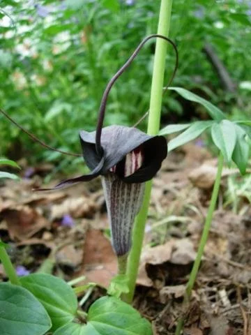 Arisaema thunbergii ssp urashima.jpeg