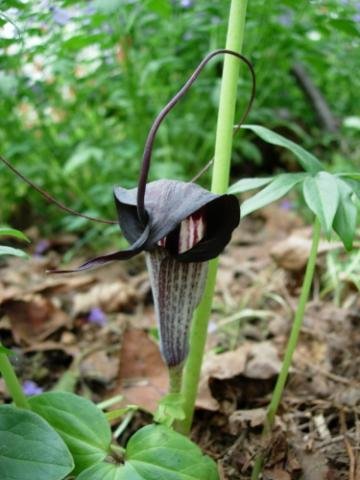 Arisaema thunbergii ssp urashima