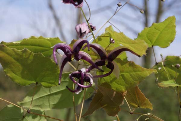 Epimedium acuminatum 'Night Mistress'