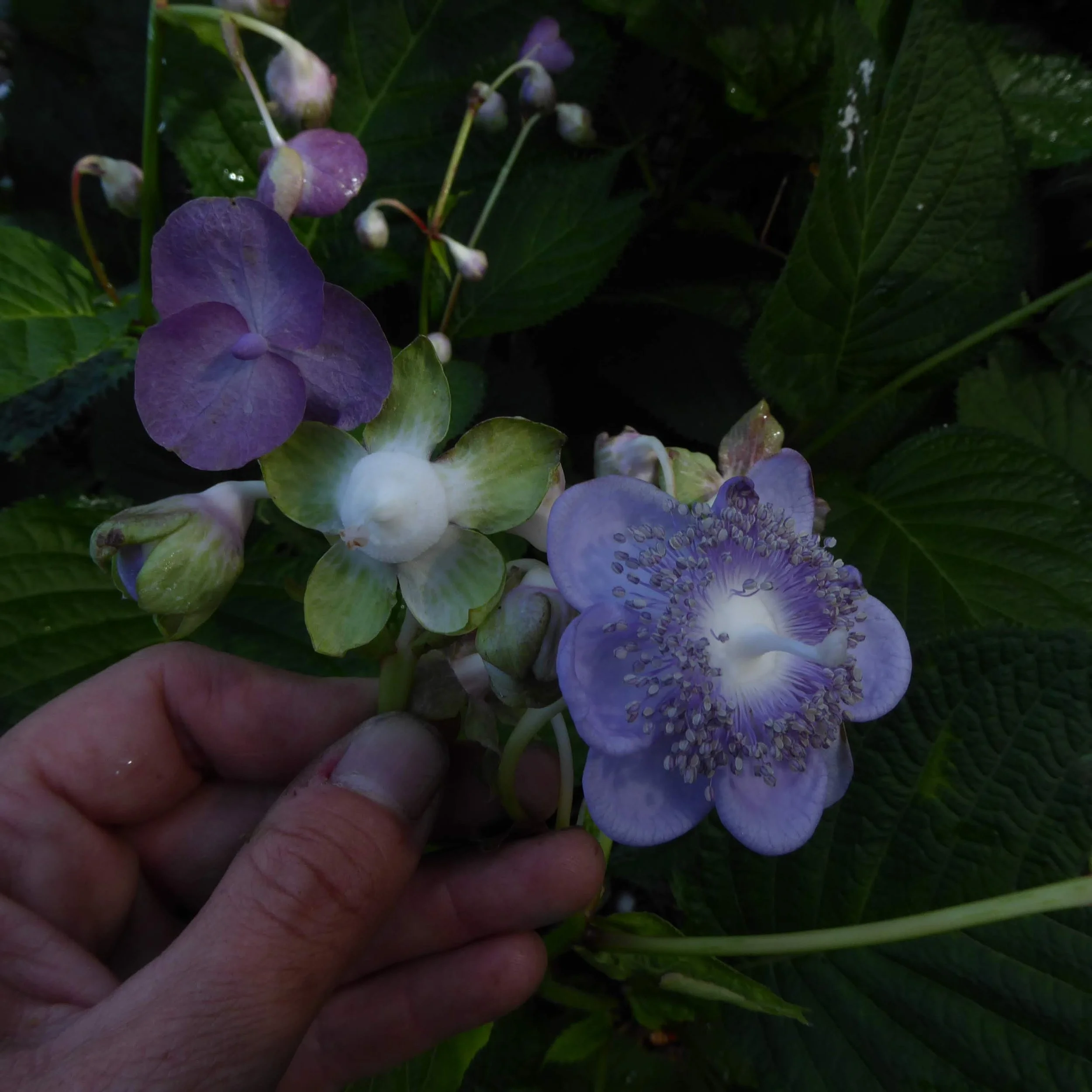 Deinanthe 'Blue Wonder'