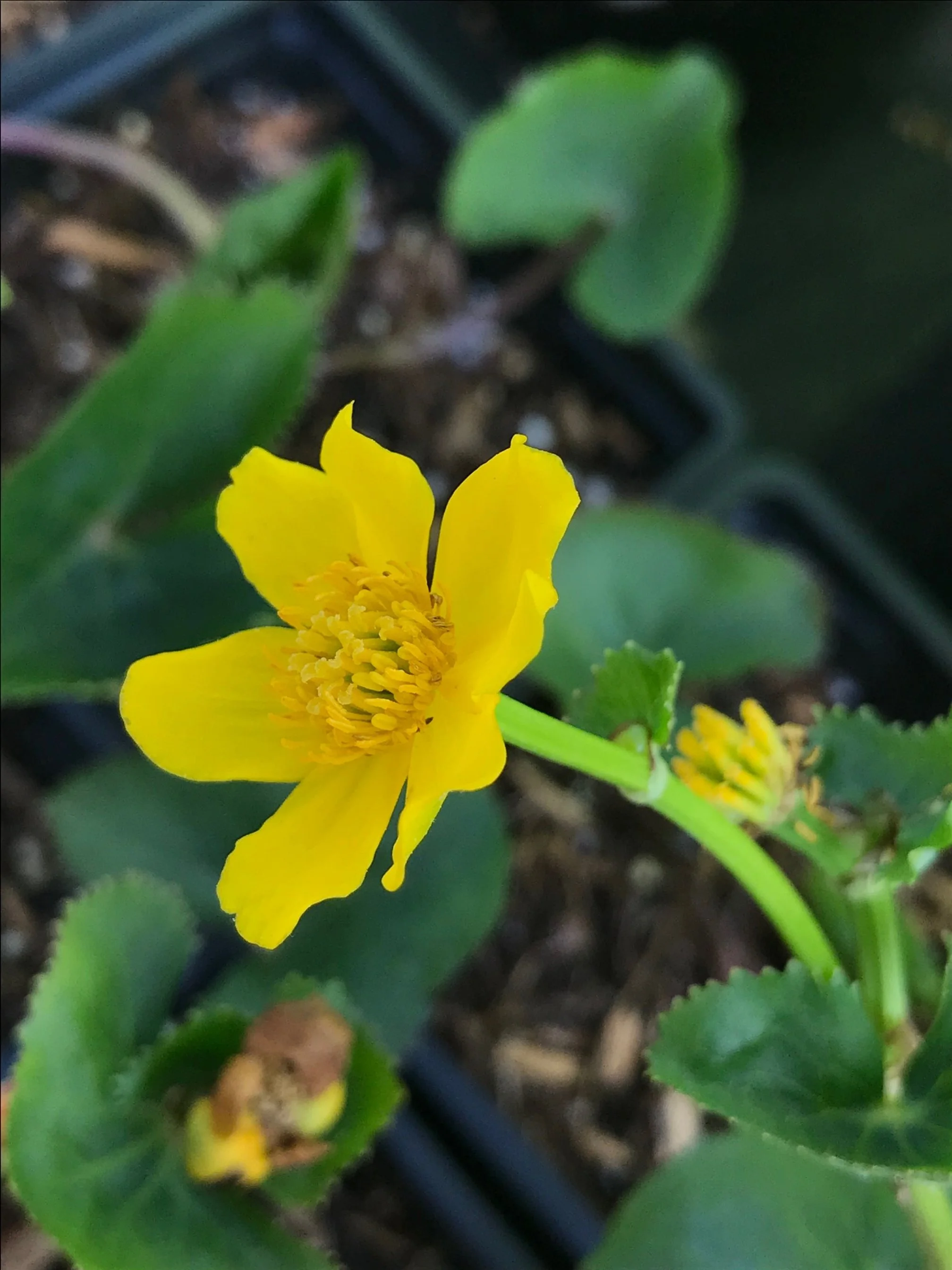 Caltha 'Colesbourne Glorious'