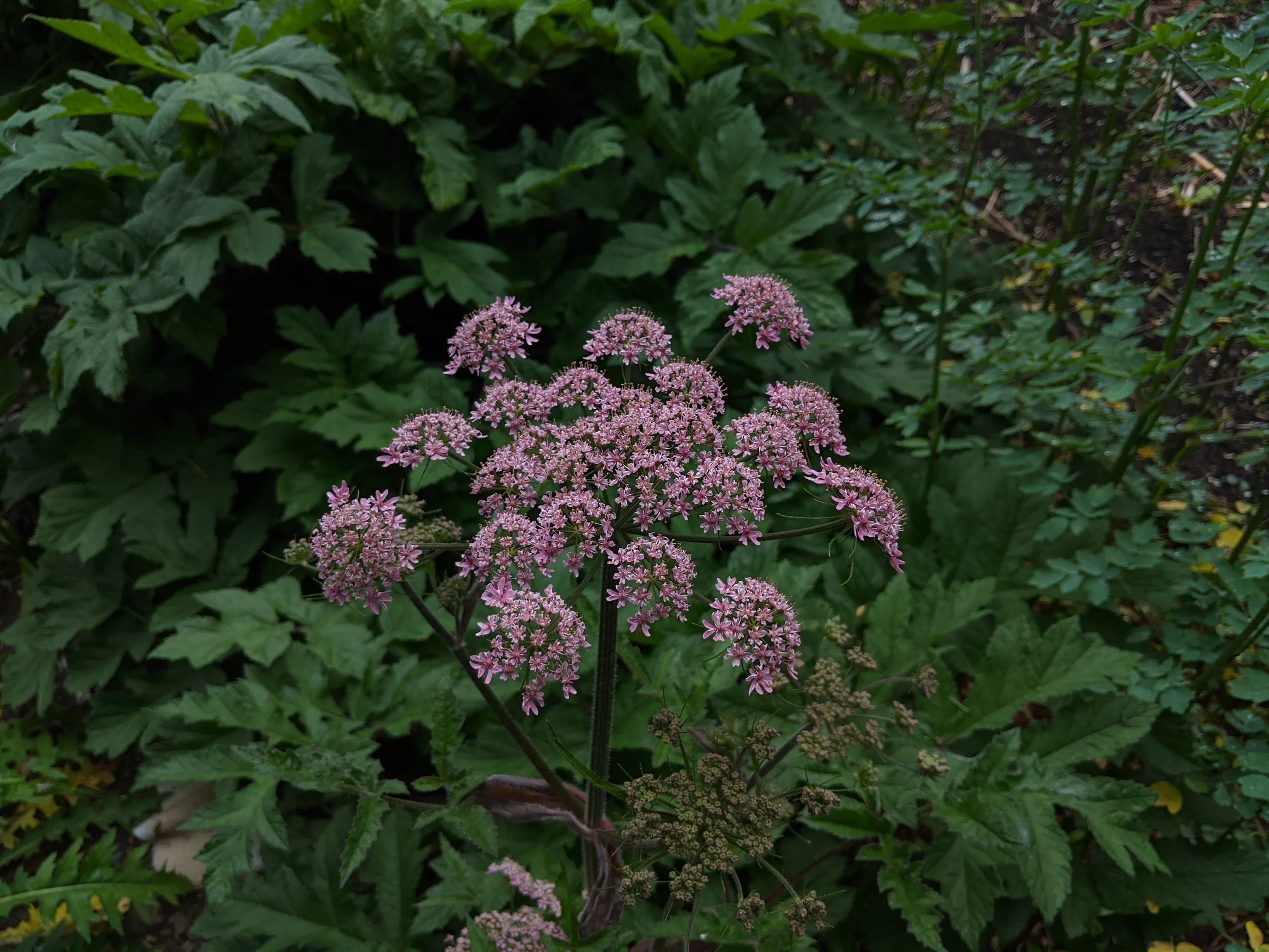 Heracleum pink cloud.jpg