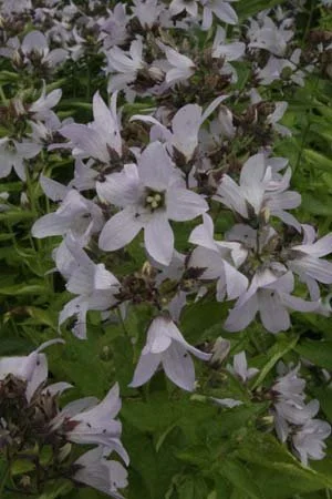 Campanula Platinum.jpeg