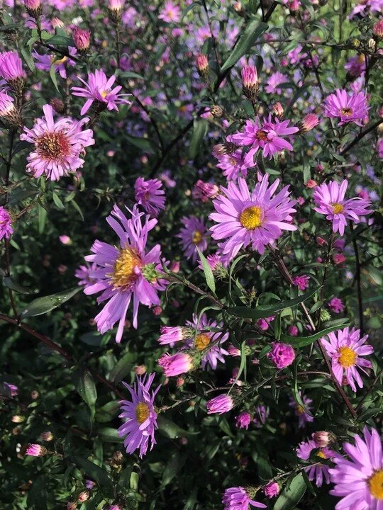 Symphyotrichum laeve 'Glow in the Dark'.jpeg