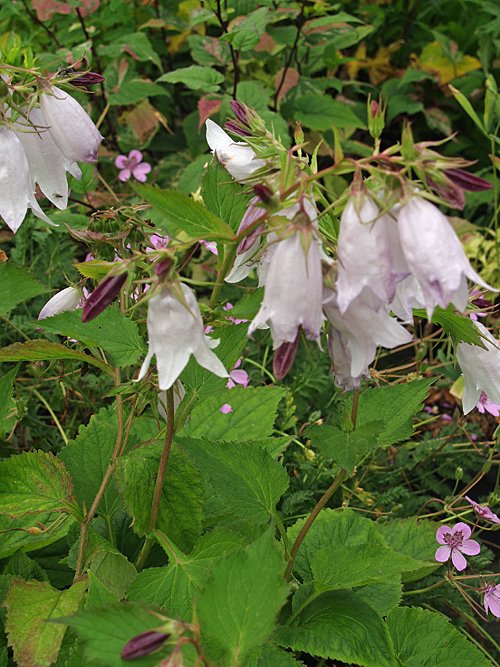 Campanula 'Crystal'.jpeg