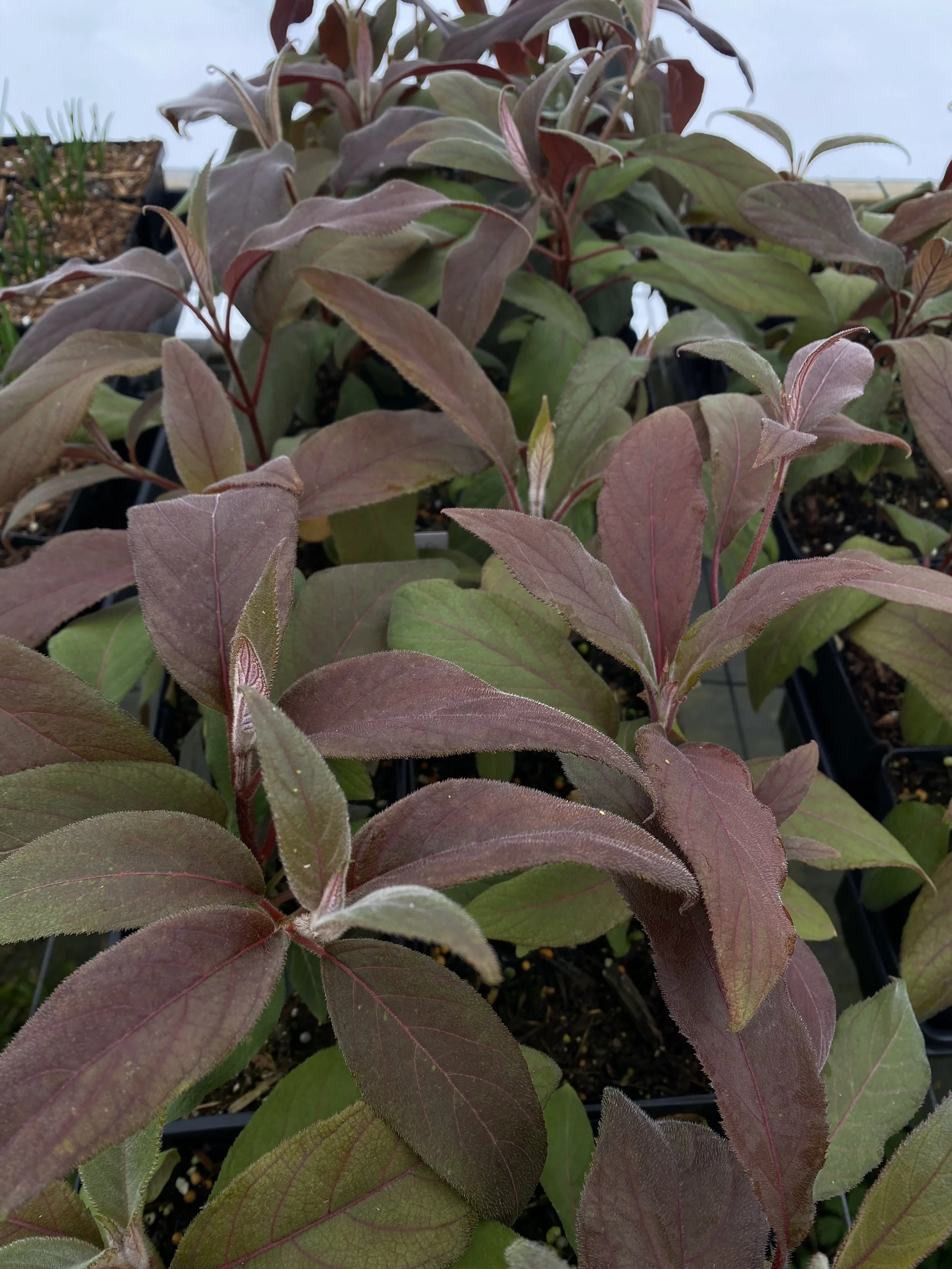 Red Leaf Seedlings.jpg
