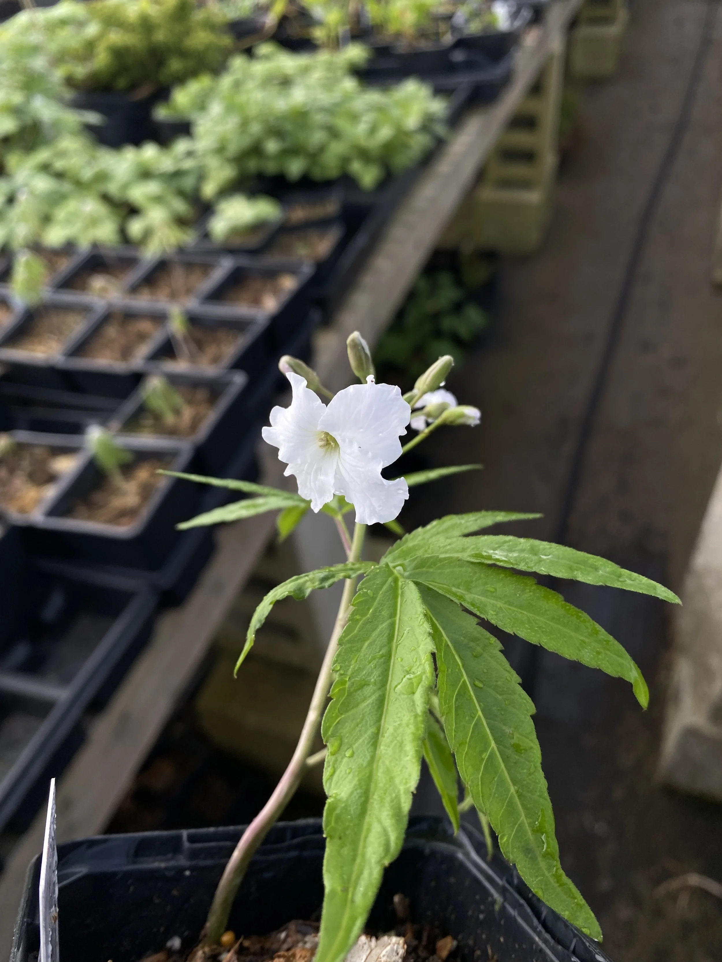 Cardamine heptaphylla Cally/Pyrenees