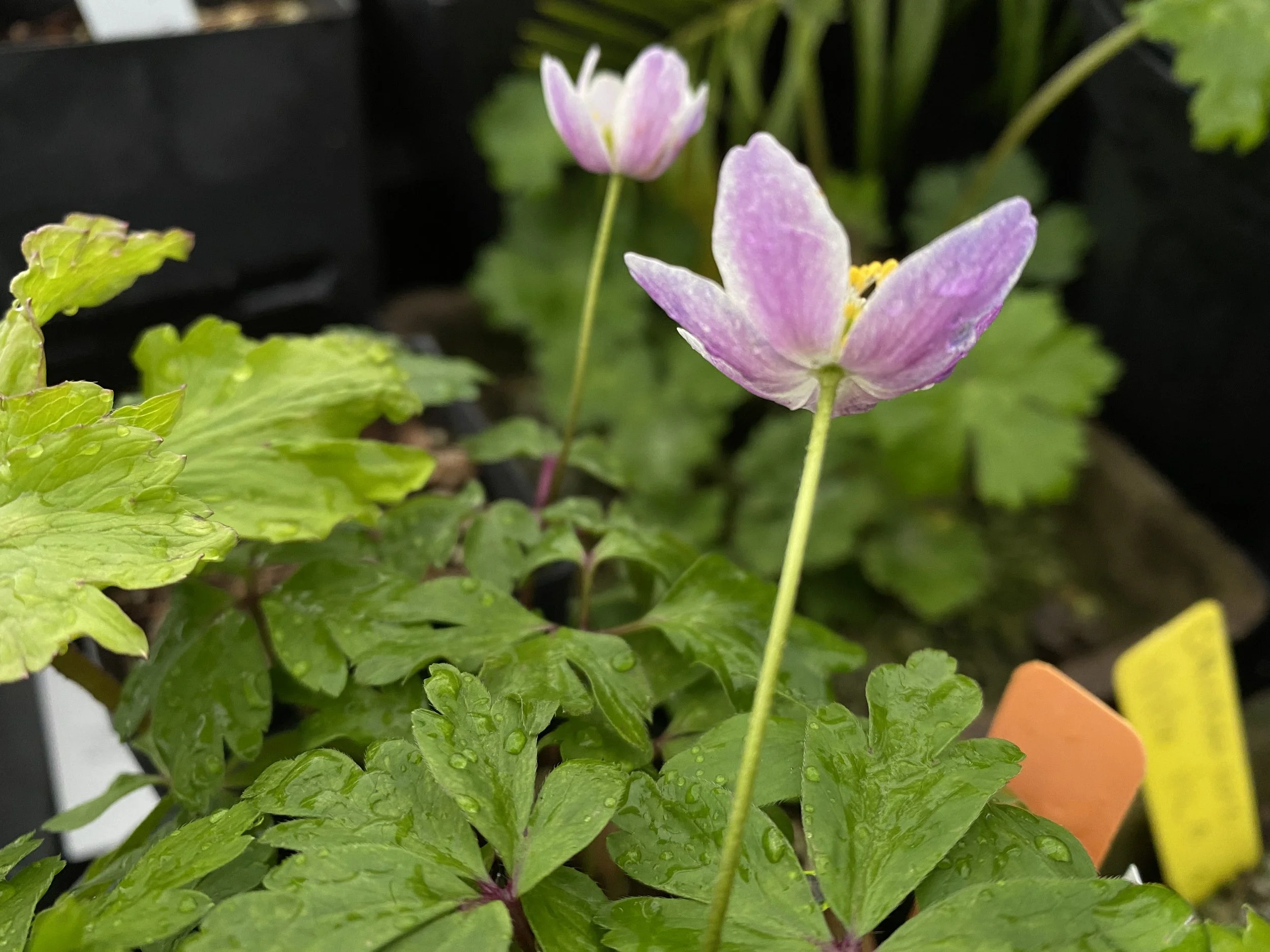 Anemone nemorosa Latvian Pink