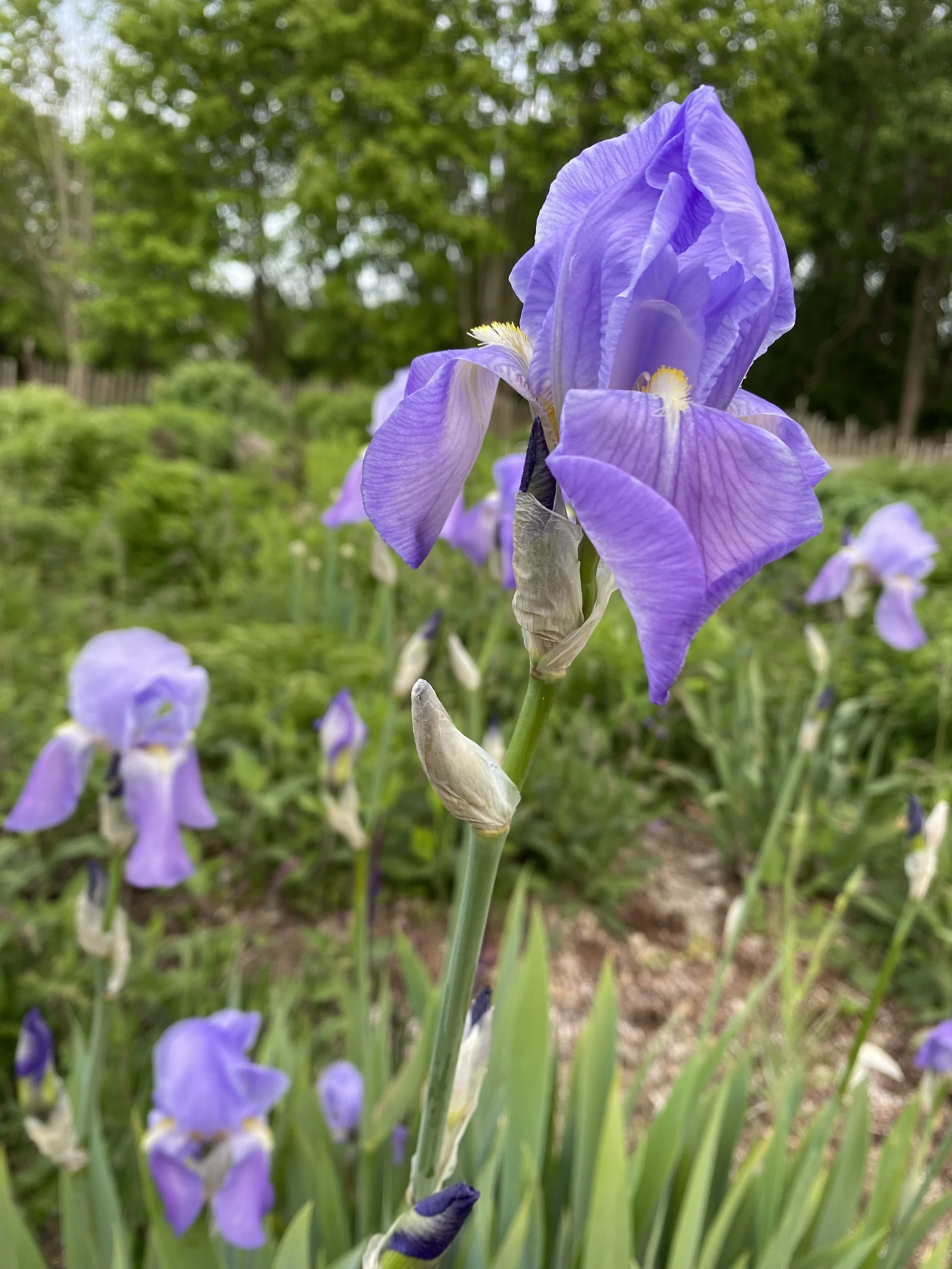 Iris 'Jane Phillips'