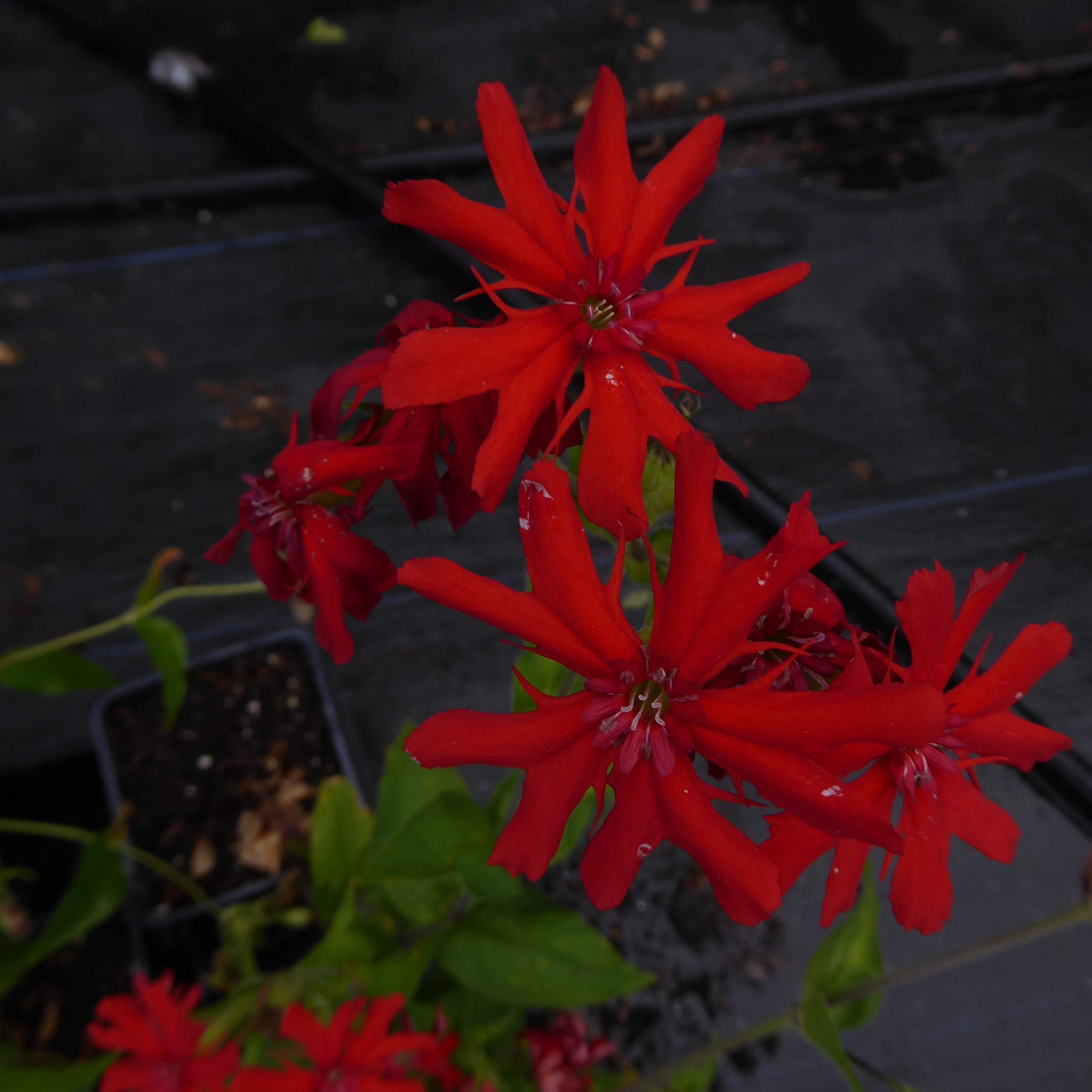 Lychnis wilfordii.jpg