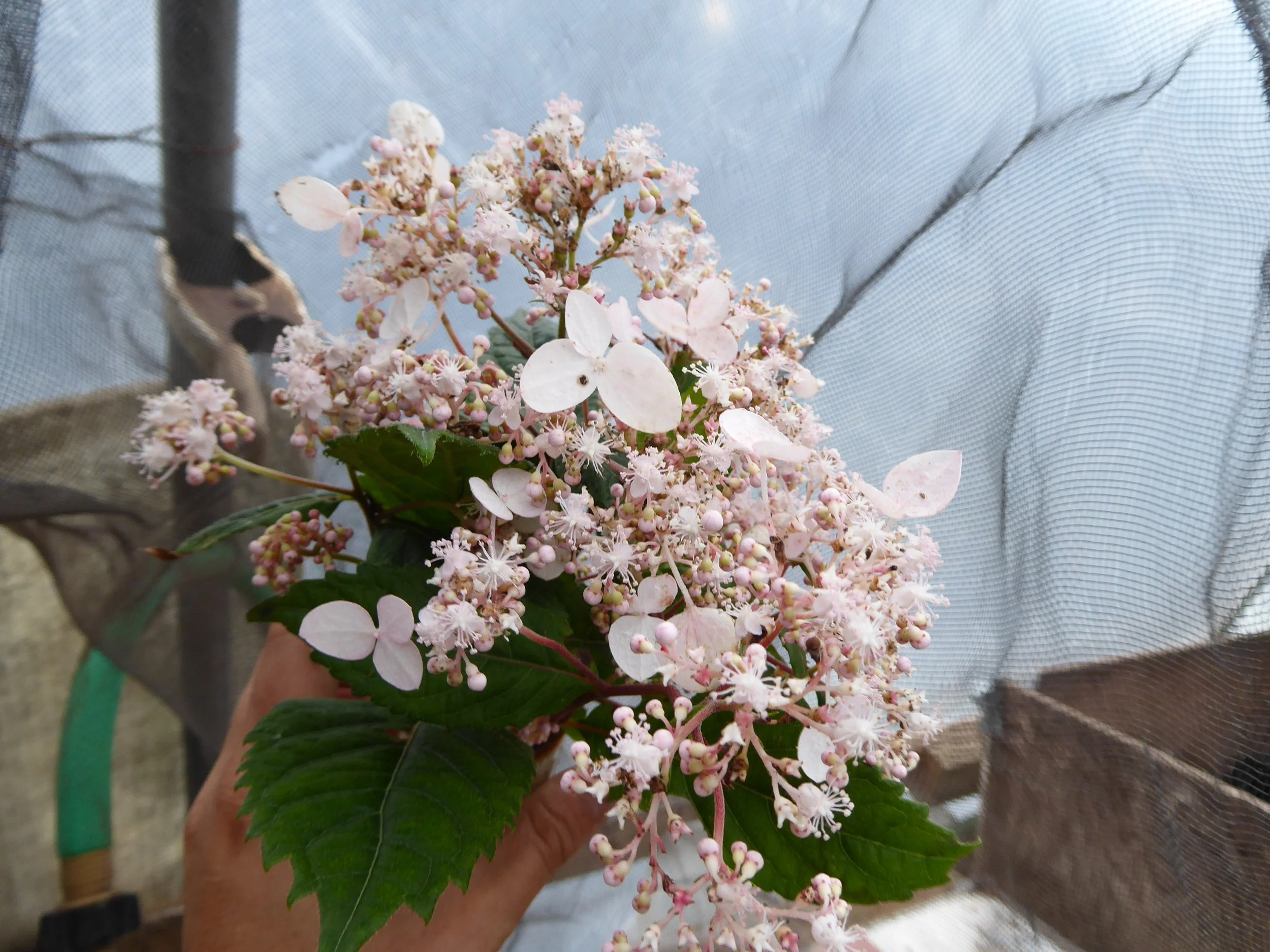 cardiandra white flower.JPG