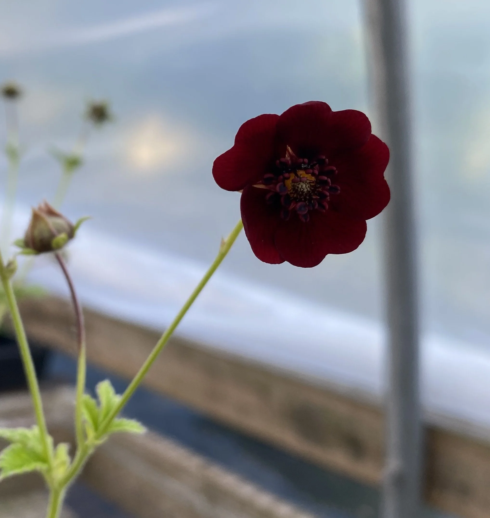 Potentilla ex Tibet
