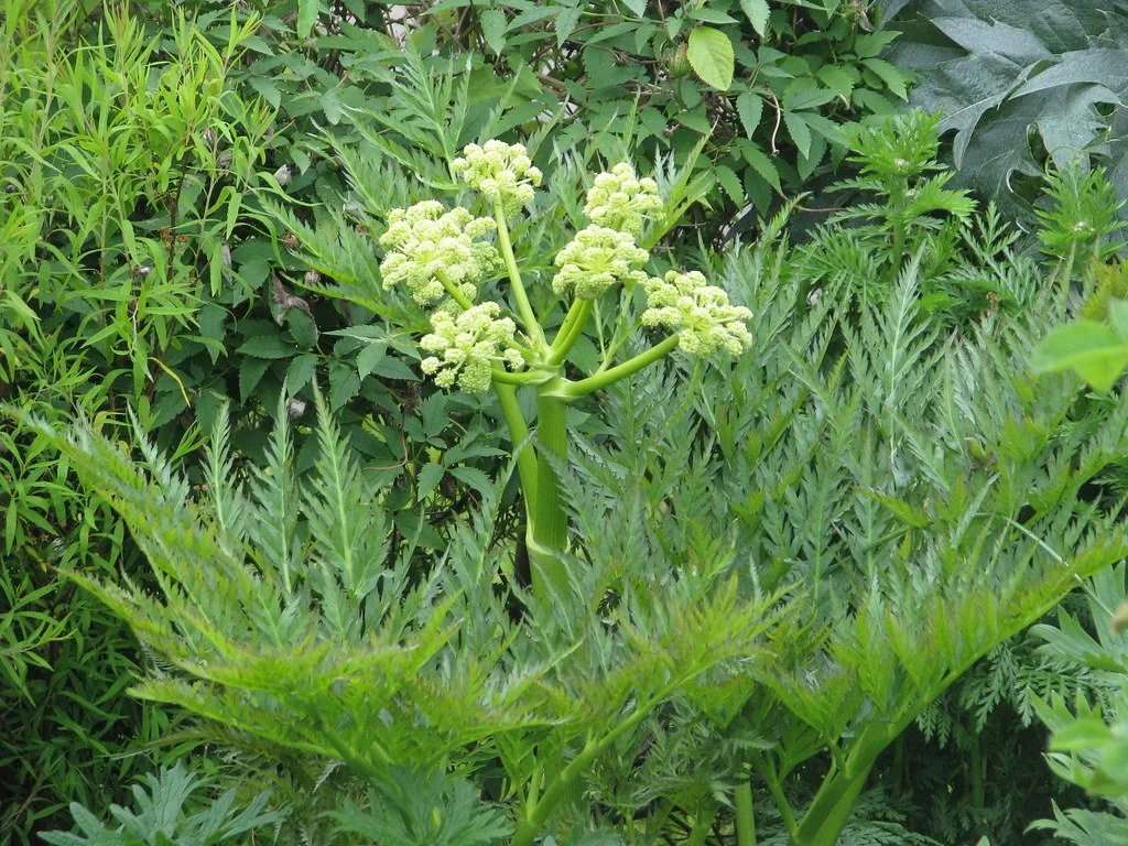 Molopospermum peloponnesiacum.jpeg
