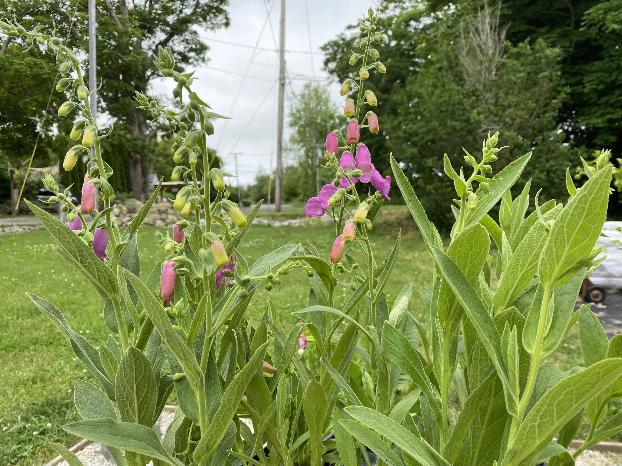 Digitalis thapsi.jpg