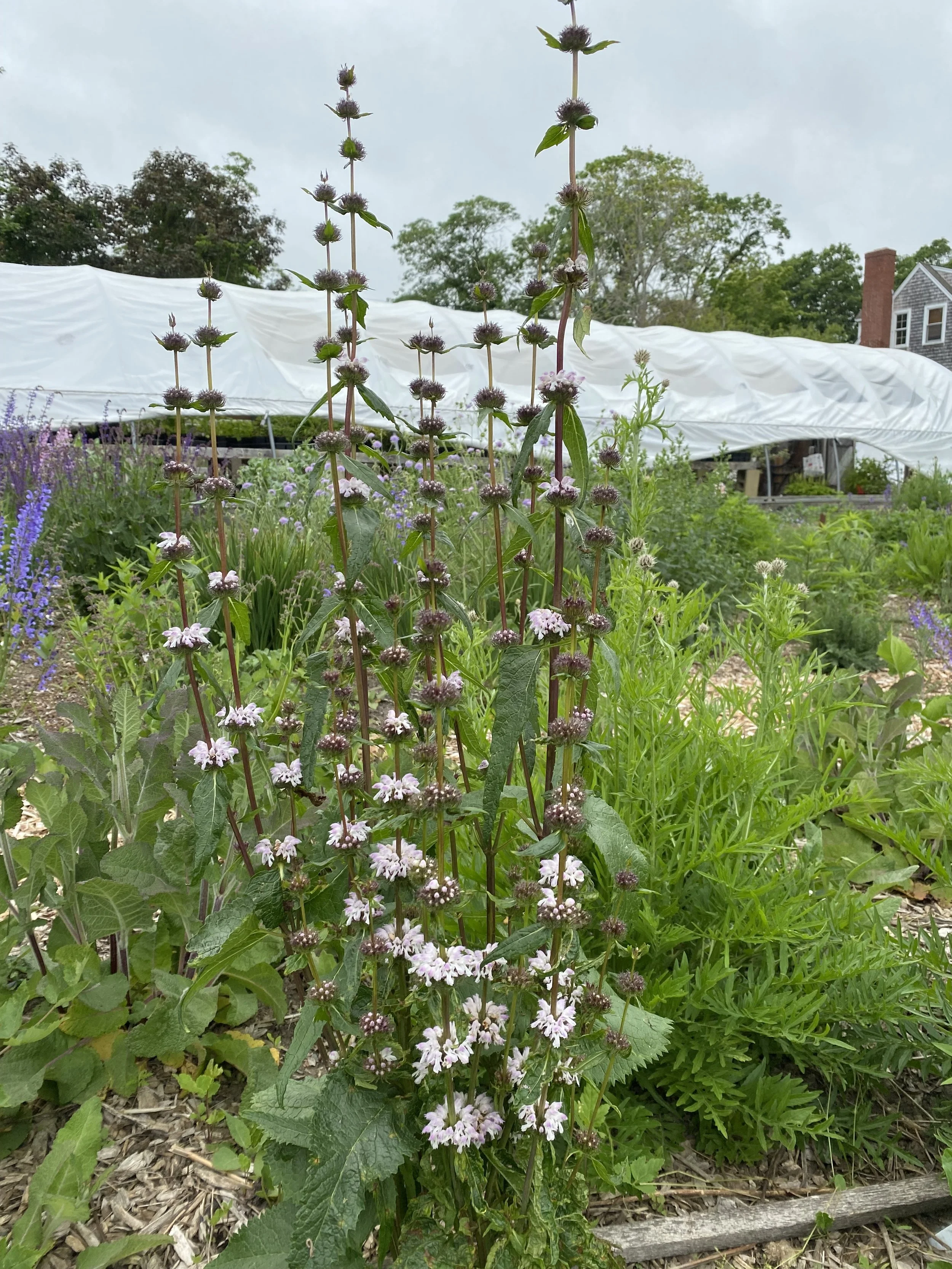 Phlomis Pale Face.jpg