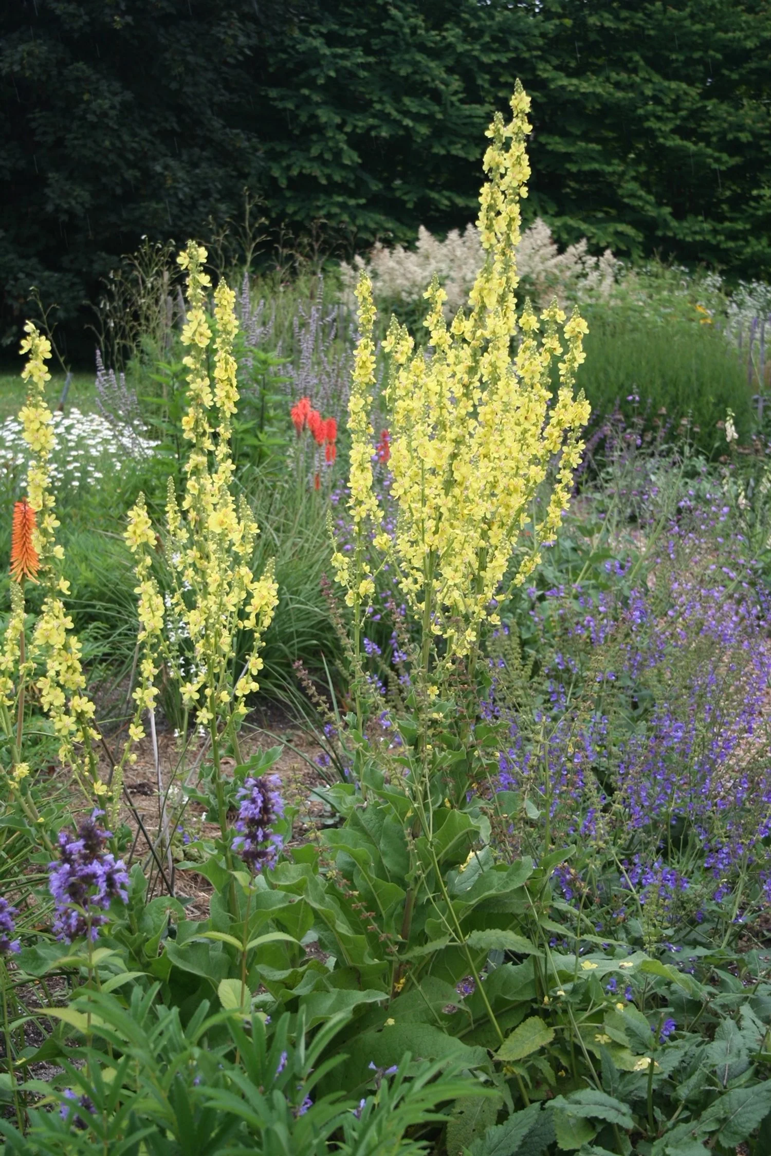 Verbascum 'Christo's Yellow Lightning'
