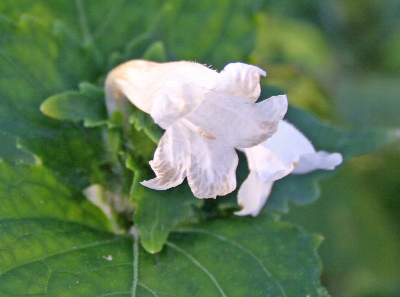 Strobilanthes oligantha white flower .JPG