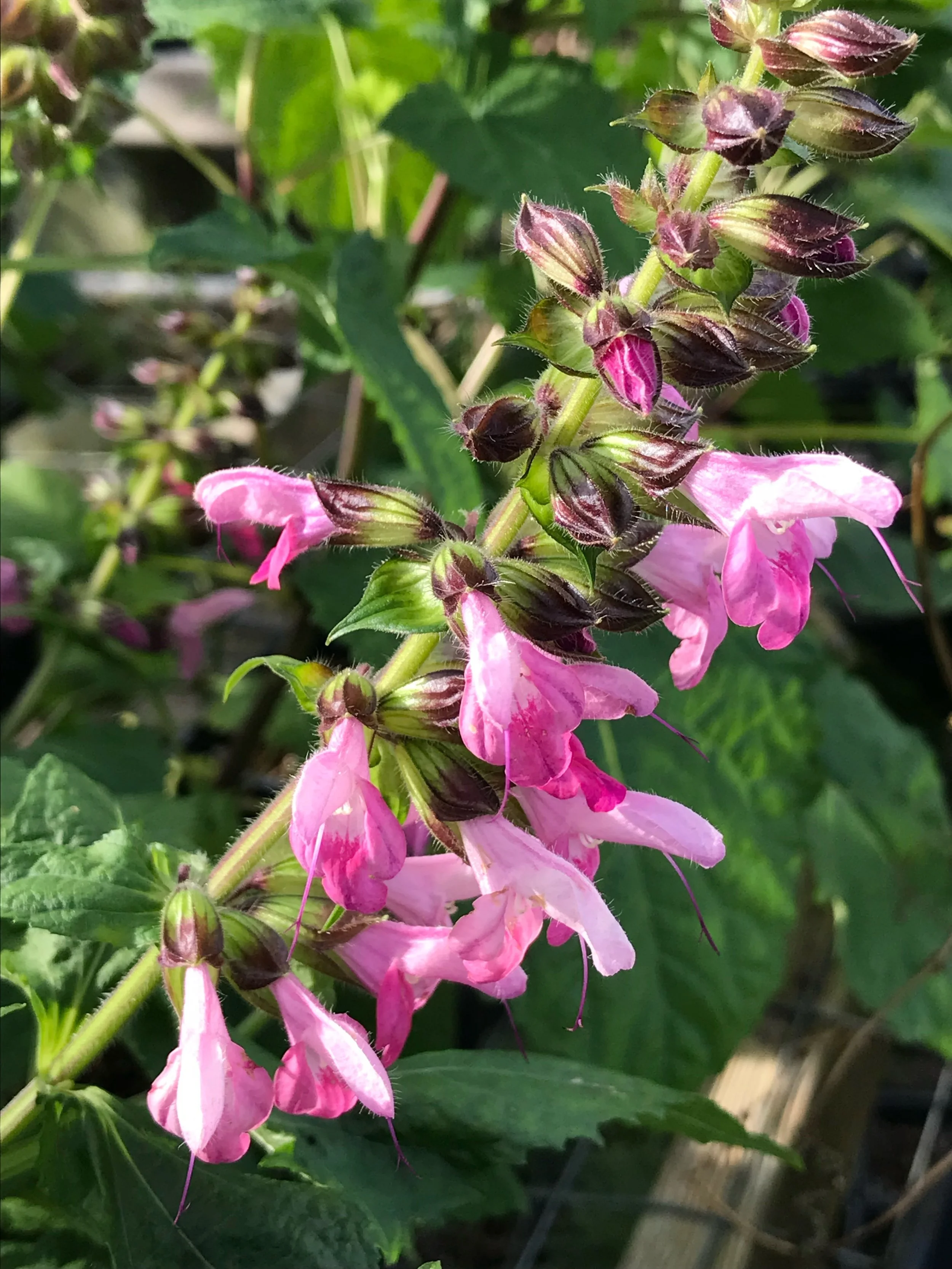Salvia glabrescens 'Dark Hearts'