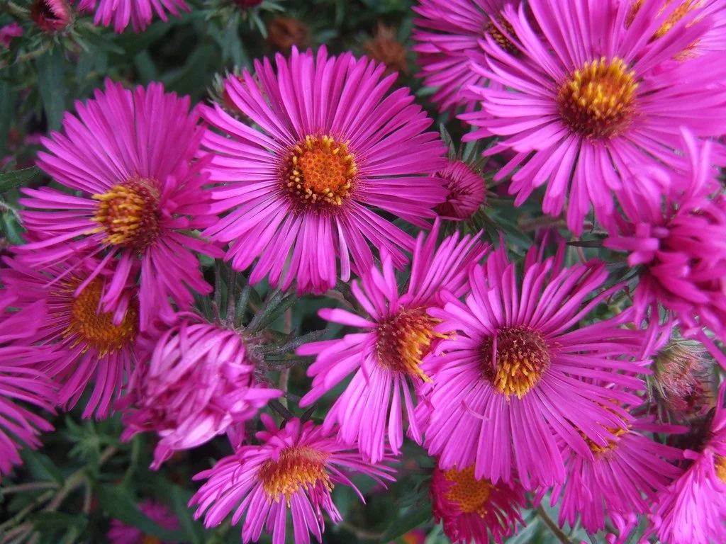 Symphyotrichum novae-angliae 'Primrose Upward'