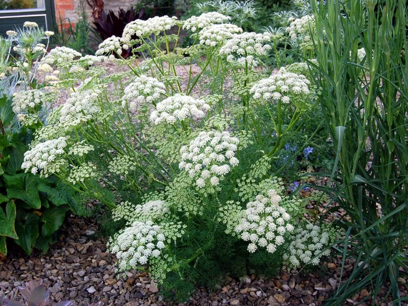 ligusticum_lucidum_ssp._lucidum.jpg