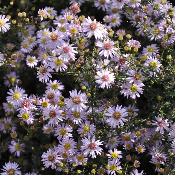 Symphyotrichum ericoides 'Pink Cloud'