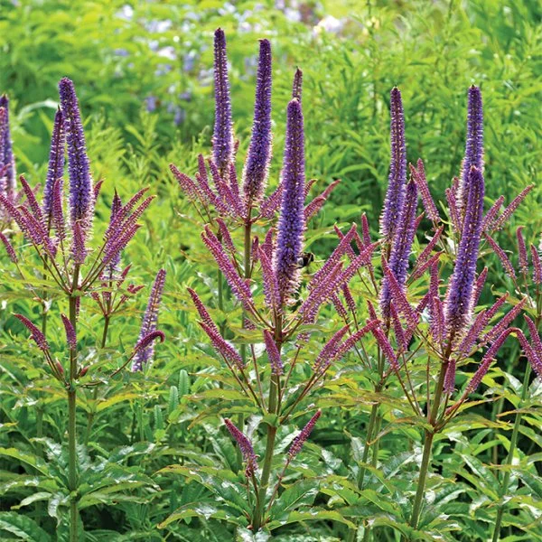 Veronicastrum 'Red Arrows'