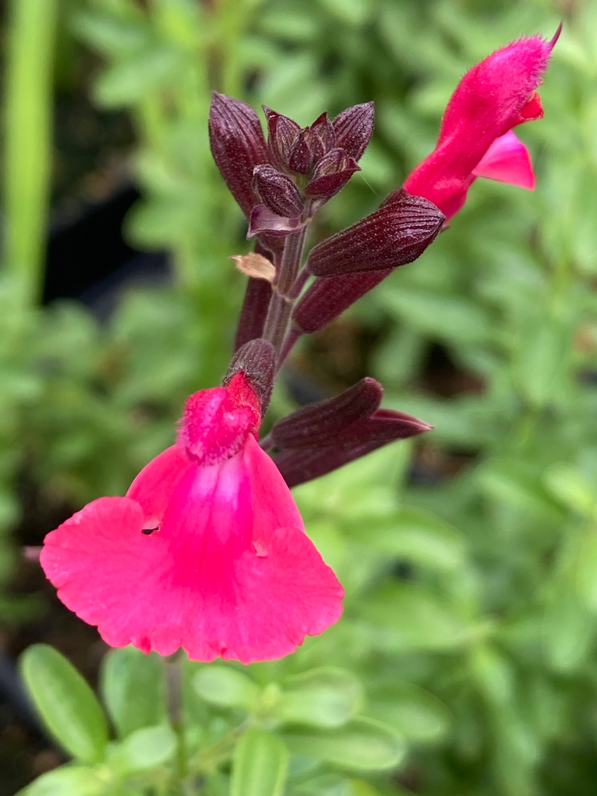 Salvia greggii Hardy Pink