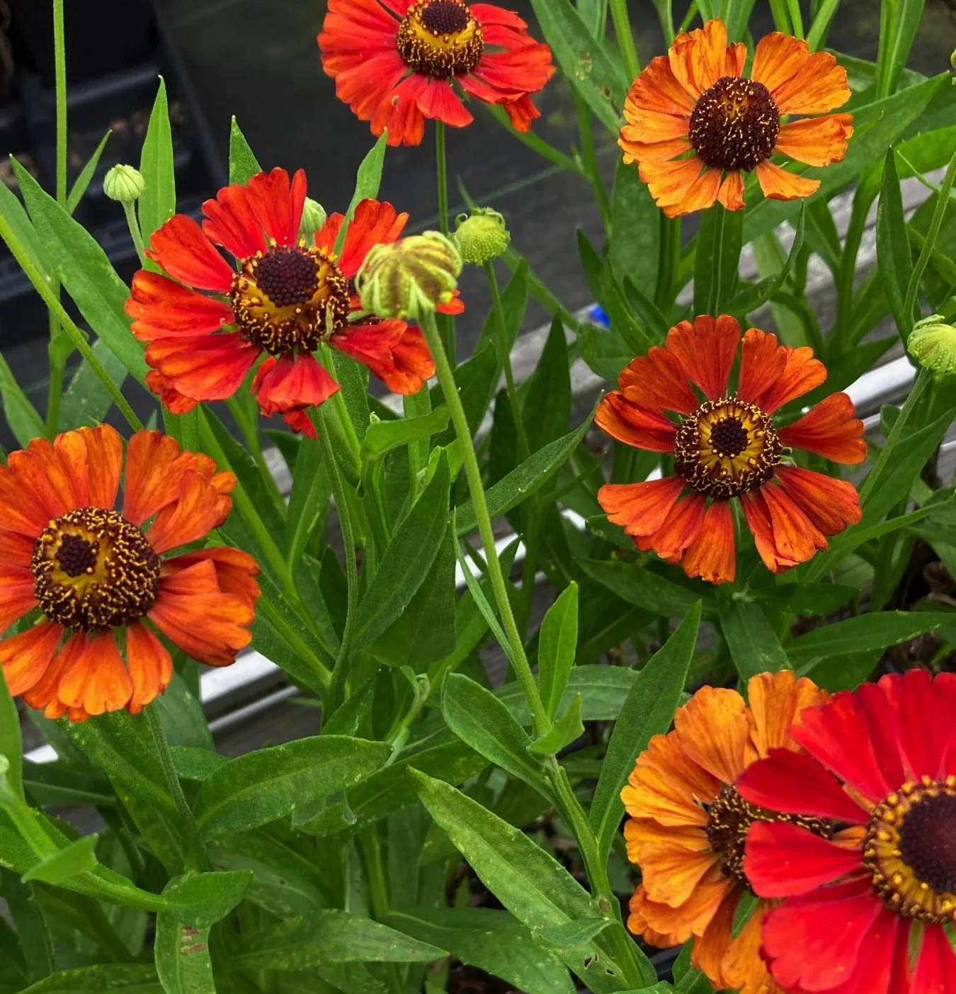 Helenium Red Army.jpeg