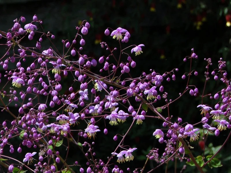 Thalictrum delavayi