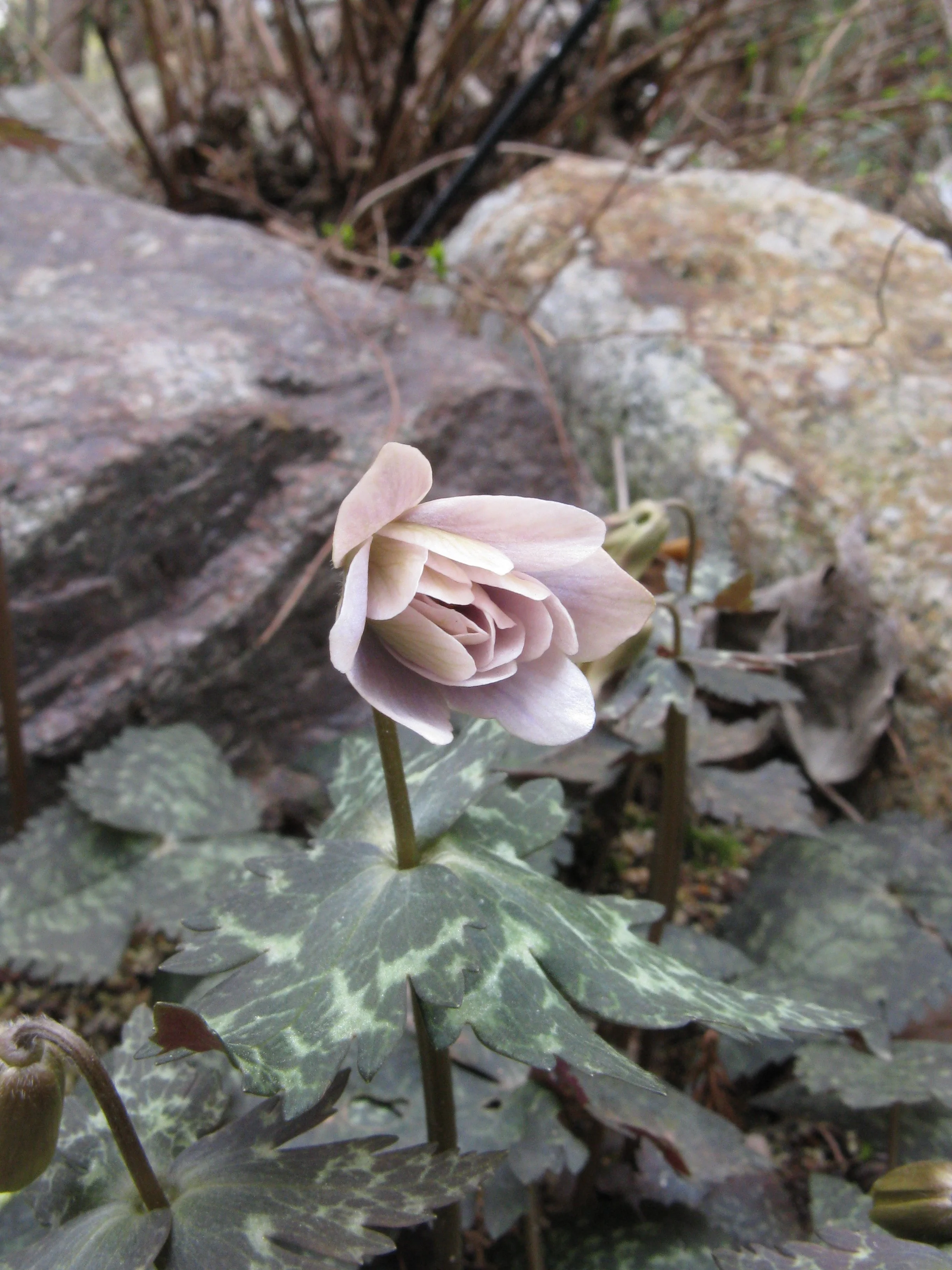 Anemone keiskeana.jpeg