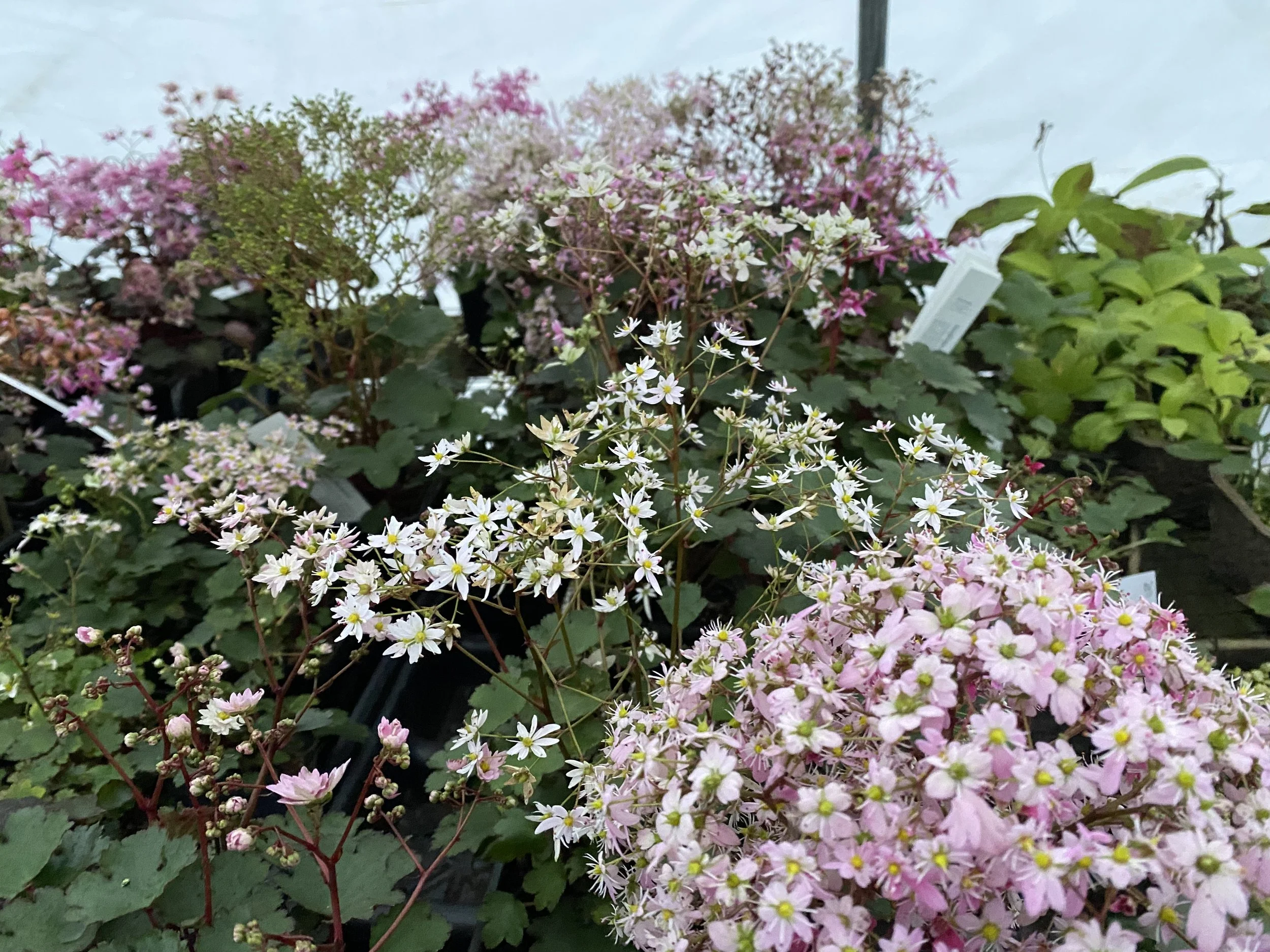 Saxifraga fortunei seedlings