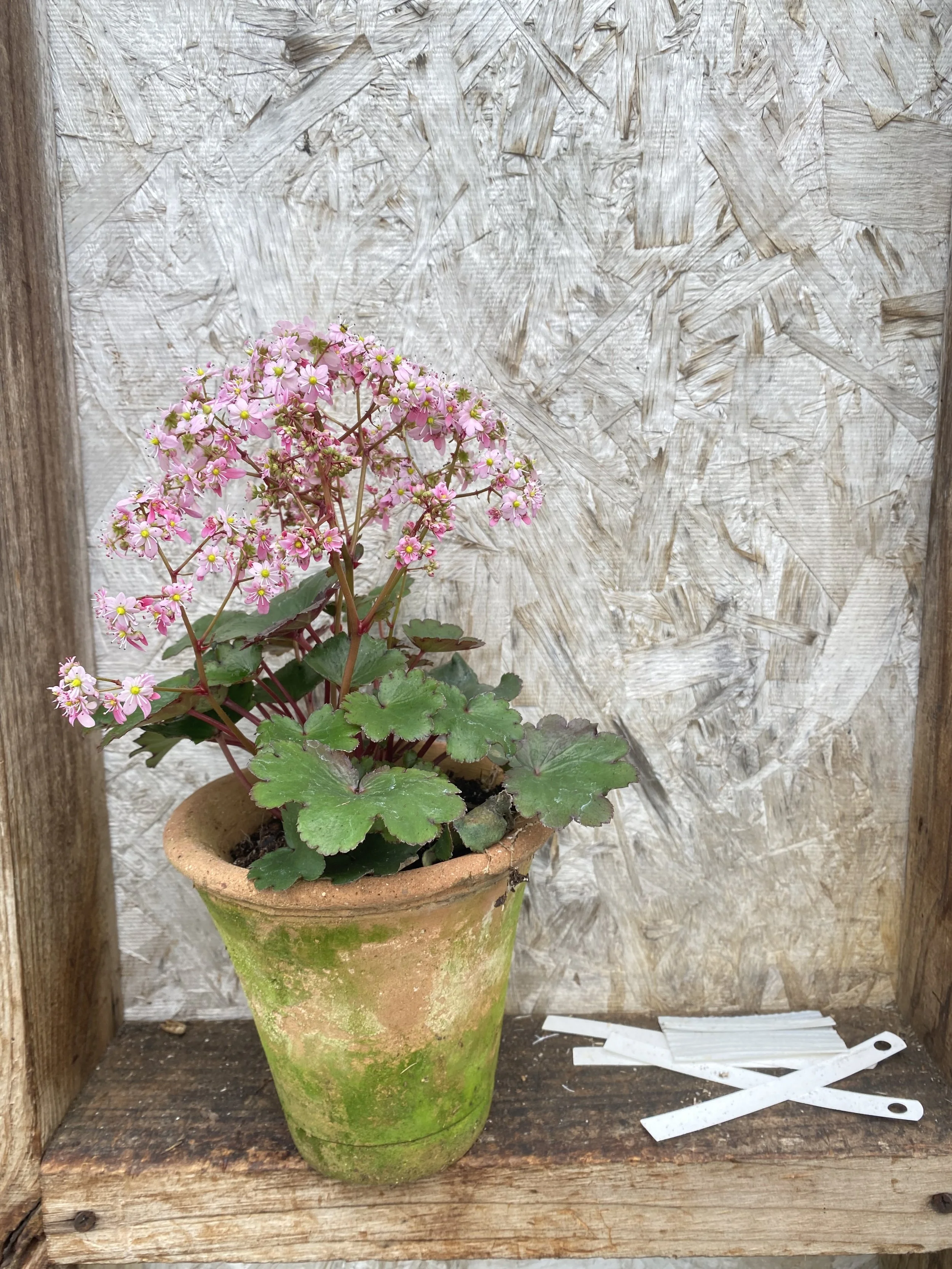 Potted saxifraga seedling.JPG