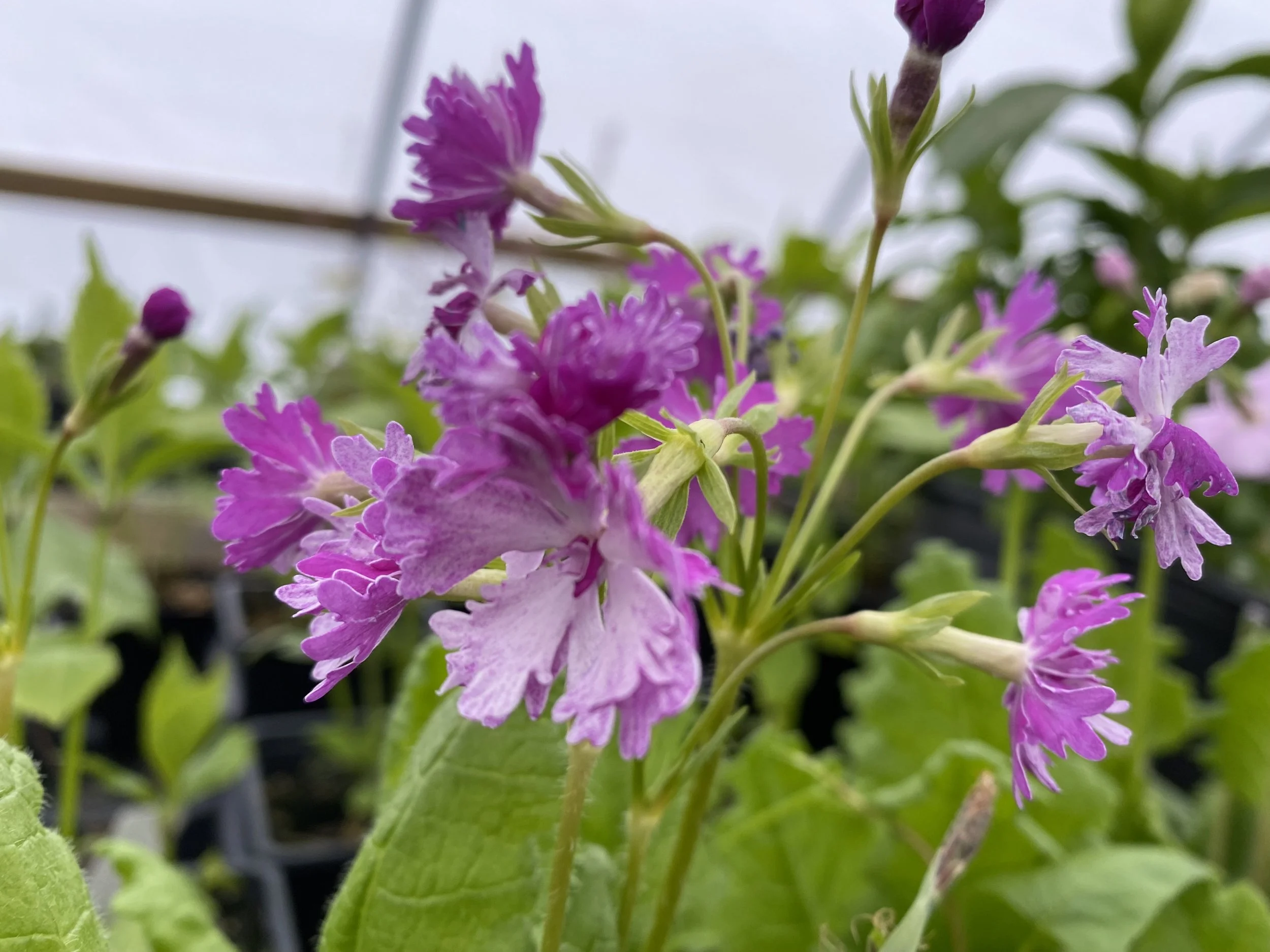 Primula sieboldii 'Maimomiji'