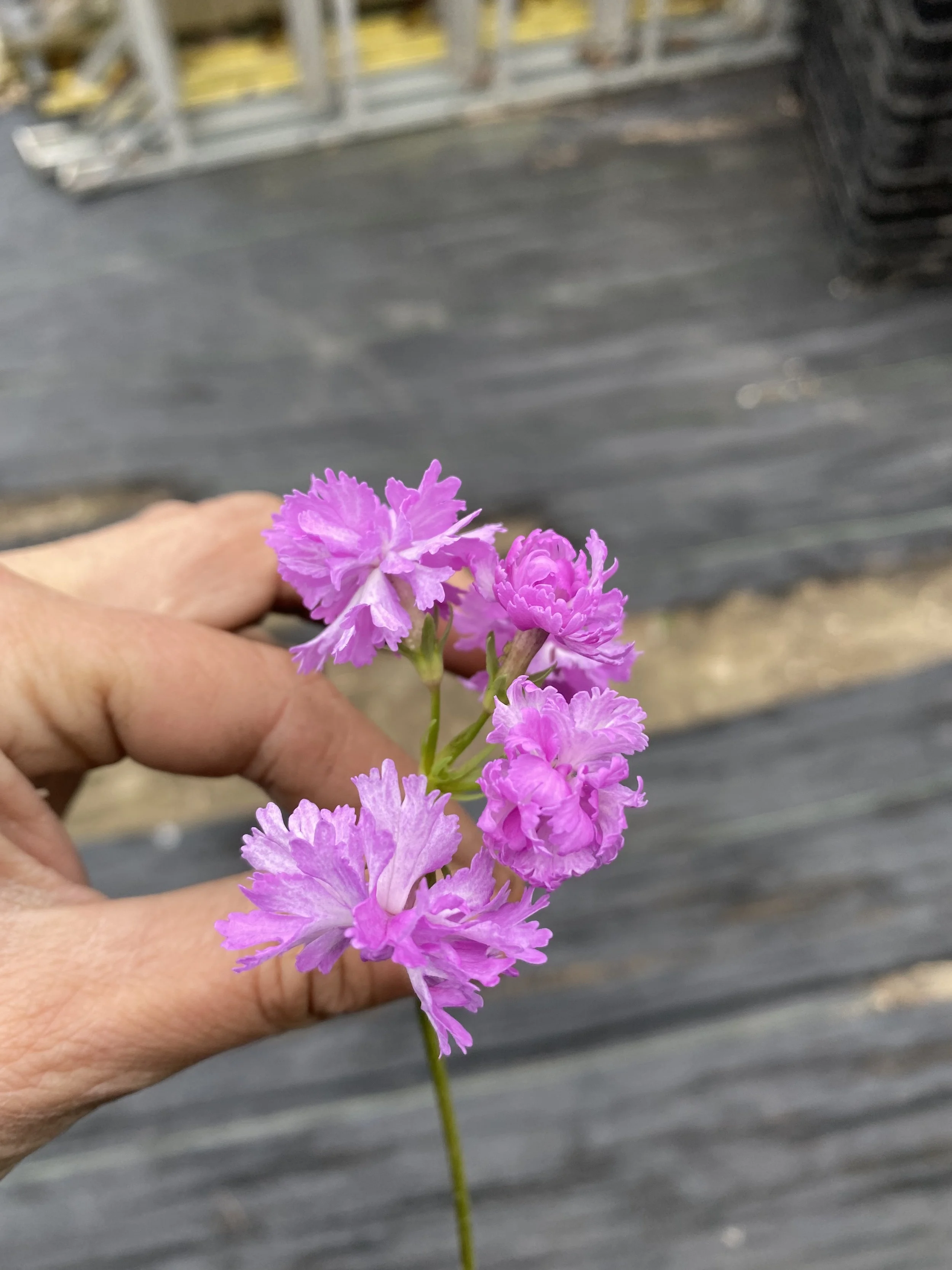 Primula sieboldii 'Maimomiji' 2.JPG