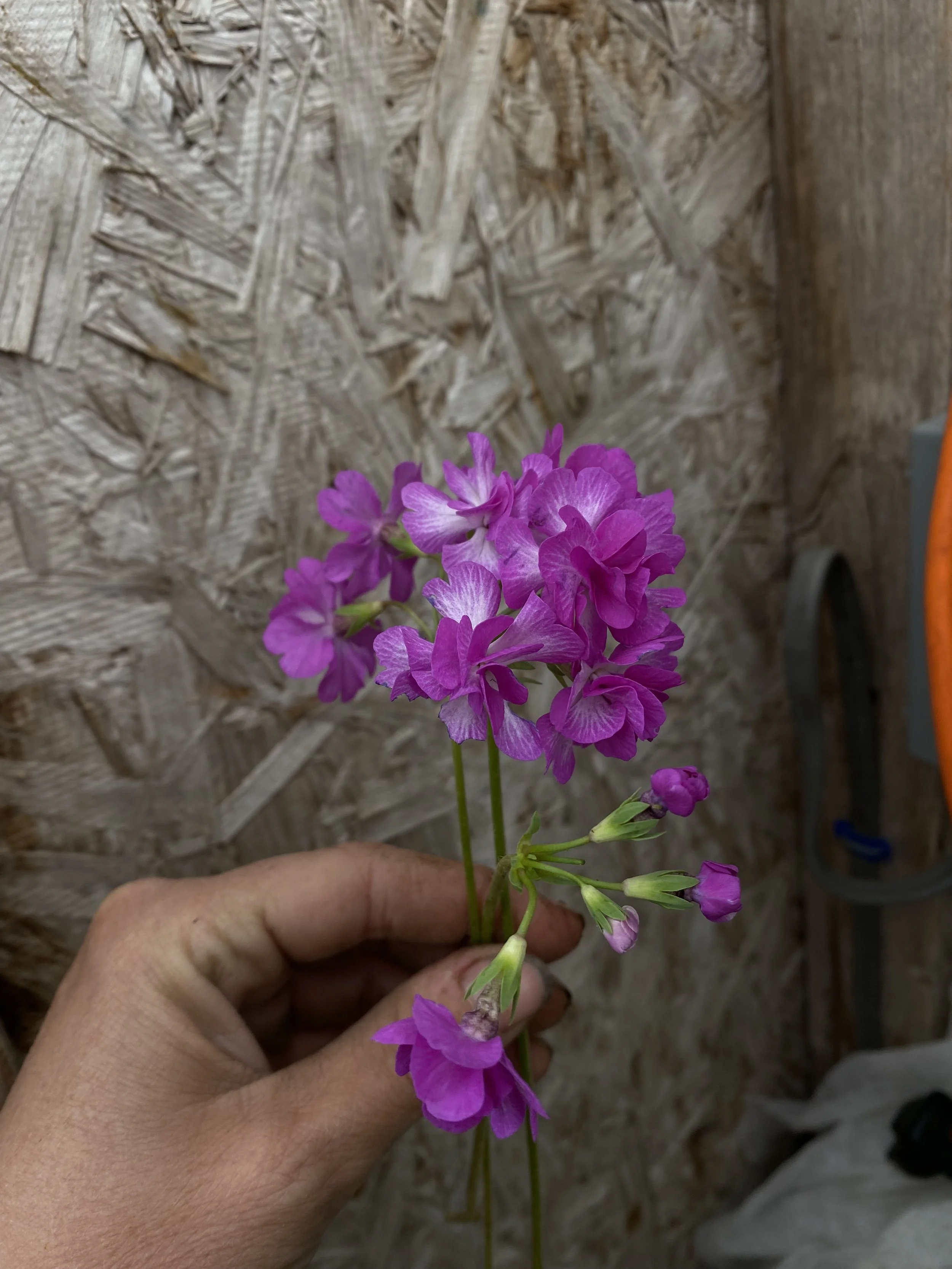 Primula sieboldii 'Mukashi-no-yume'